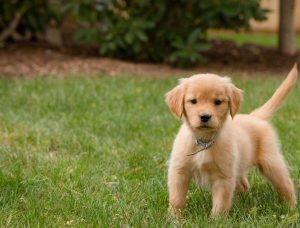 golden-retriever-puppy-in-grass-923135452-5c887d4146e0fb00013365ba-e1687704973156